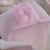 Roza - Vrtnica čajevka - Königlicht Hoheit
